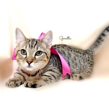 ジェネッタ【栃木県・女の子・2023年6月17日・ブラウンスポテッドタビー】の写真「極短足ジェネッタ✨父猫　グランドチャンピオン🏆」