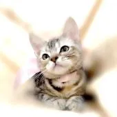 アメリカンショートヘア【栃木県・女の子・2022年1月1日・シルバーパッチドタビー】の写真2