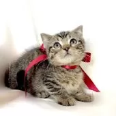 ジェネッタ【栃木県・男の子・2024年8月1日・ブラウンスポテッドタビー】の写真2