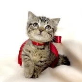 ジェネッタ【栃木県・男の子・2024年8月1日・ブラウンスポテッドタビー】の写真3