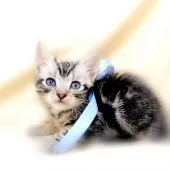 アメリカンショートヘア【栃木県・男の子・2022年1月1日・シルバークラシックタビー】の写真4