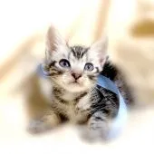 アメリカンショートヘア【栃木県・男の子・2022年1月1日・シルバークラシックタビー】の写真5