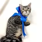 ジェネッタ【栃木県・男の子・2024年4月3日・ブラウンスポテッドタビー】の写真5