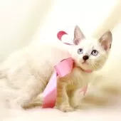 マンチカン(長足)【栃木県・女の子・2025年8月15日・ブルーポイント】の写真3