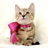 ジェネッタ【栃木県・女の子・2025年8月18日・ブラウンパッチドスポテッドタビー】の写真2