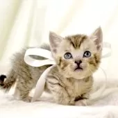 ジェネッタ【栃木県・男の子・2025年10月10日・シルバースポテッドタビー(短足)】の写真7