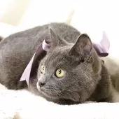 マンチカン(長足)【栃木県・男の子・2025年5月17日・ブルー】の写真4