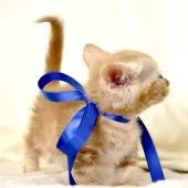 マンチカン(短足)【栃木県・男の子・2025年11月3日・レッドタビー】の写真9