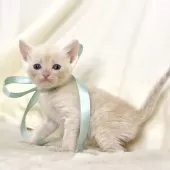 マンチカン(長足)【栃木県・男の子・2025年11月3日・クリームタビー】の写真7