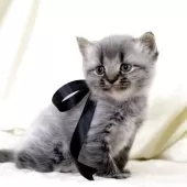 マンチカン(長足)【栃木県・男の子・2025年11月5日・ブラックスモーク】の写真5