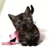 マンチカン(短足)【栃木県・女の子・2025年3月5日・ブラックスモーク】の写真10