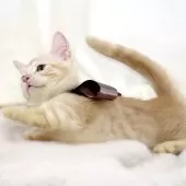 マンチカン(短足)【栃木県・男の子・2025年8月1日・クリームタビー】の写真7