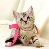 ジェネッタ【栃木県・女の子・2025年10月10日・シルバーパッチドスポテッドタビー】の写真2