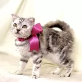 ジェネッタ【栃木県・女の子・2025年6月5日・シルバーパッチドタビー】の写真6