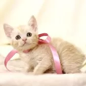 マンチカン(長足)【栃木県・女の子・2025年9月17日・クリームタビー】の写真6