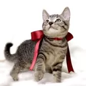 ジェネッタ【栃木県・男の子・2025年8月14日・ブラウンスポテッドタビー】の写真10