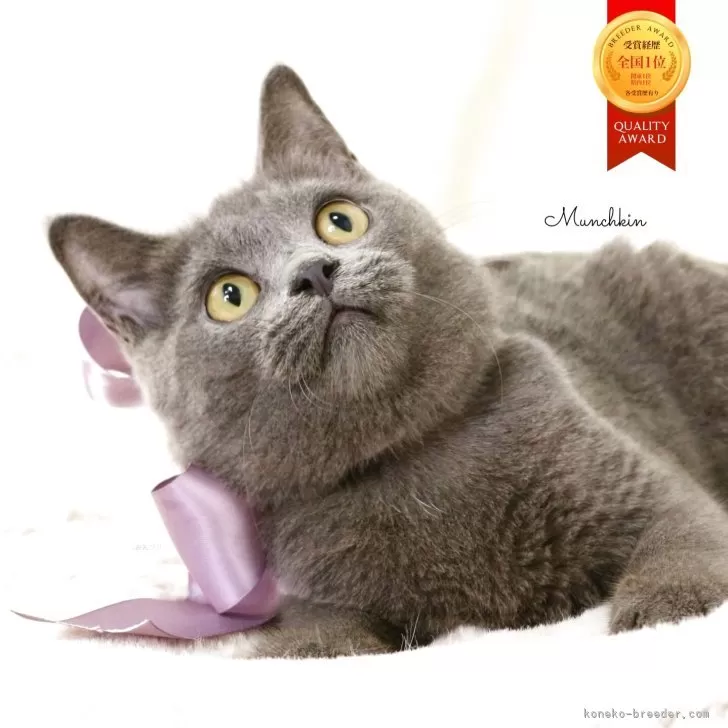 マンチカン(長足)【栃木県・男の子・2025年5月17日・ブルー】の写真1