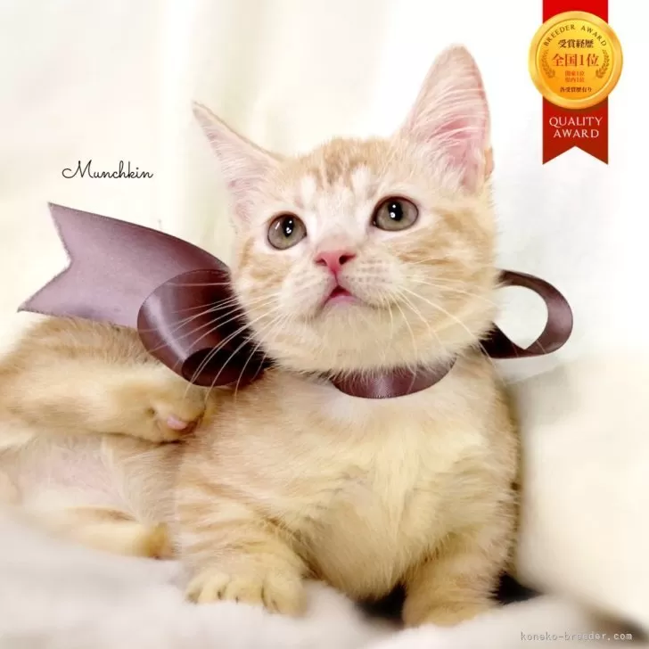 マンチカン(短足)【栃木県・男の子・2025年8月1日・クリームタビー】の写真1