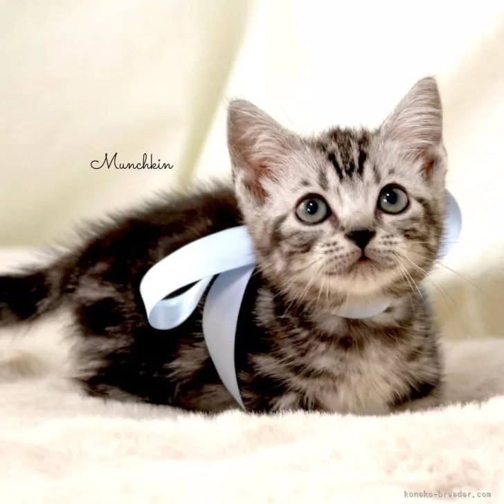ID:2501-00196の子猫