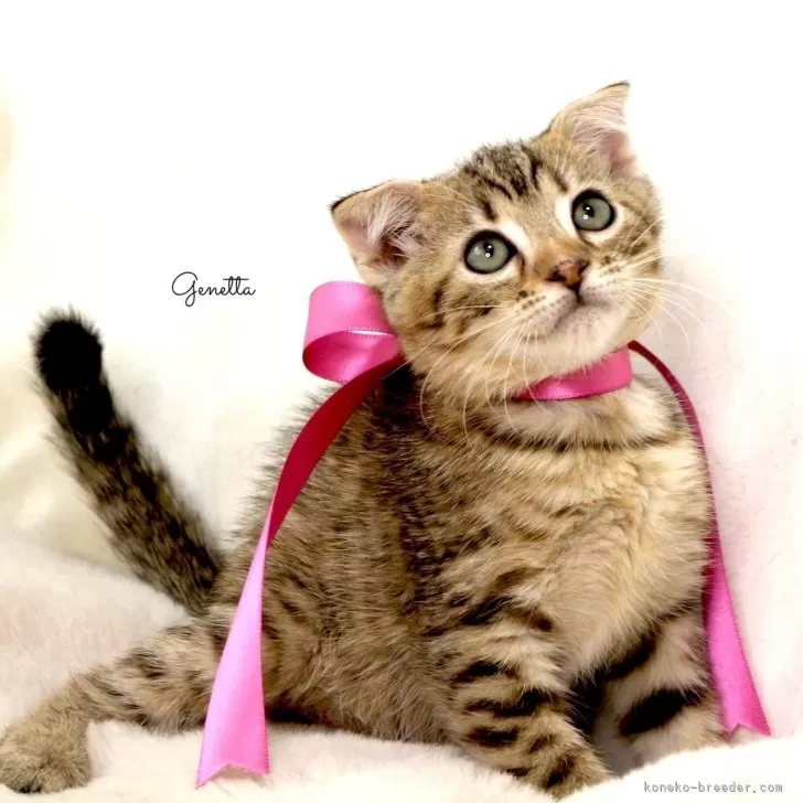 ID:2501-00697の子猫