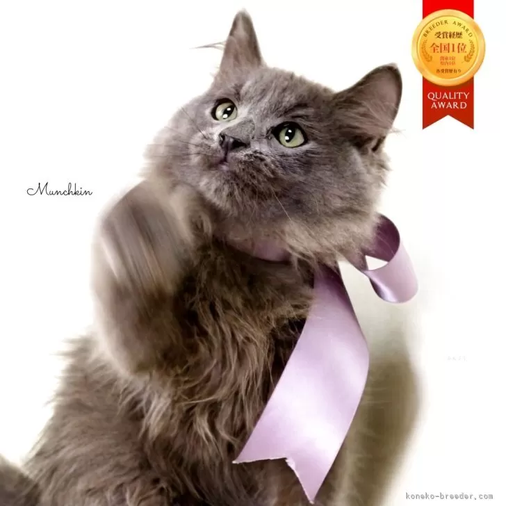 マンチカン(長足)【栃木県・男の子・2025年7月18日・ブルー】の写真1