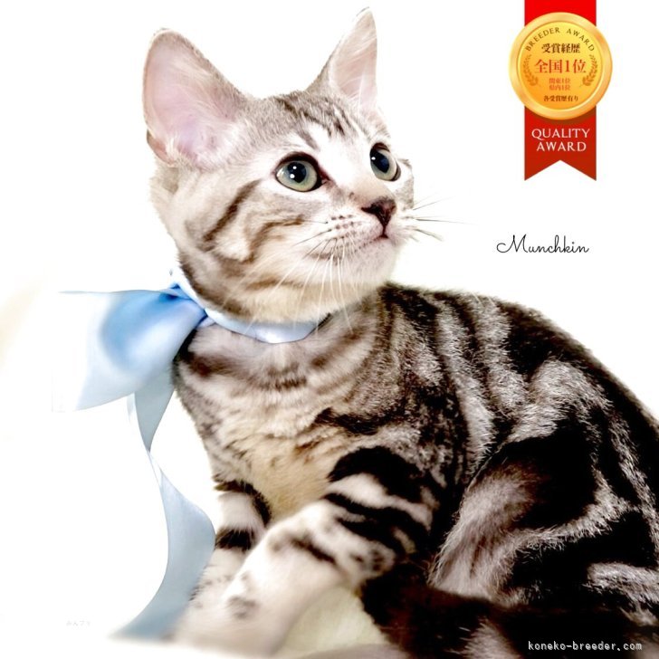 足の長いマンチカン マンチカン(長足)【栃木県・女の子・2025年6月20日・シルバー