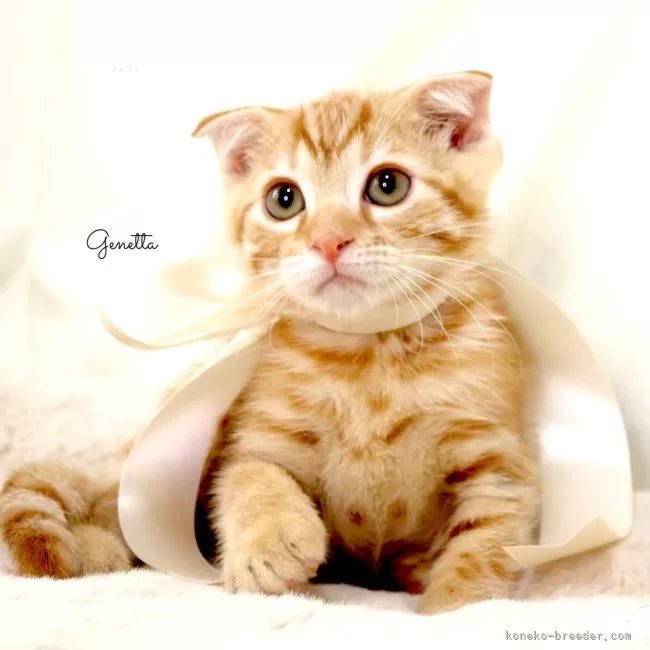 ID：2501-01582の子猫