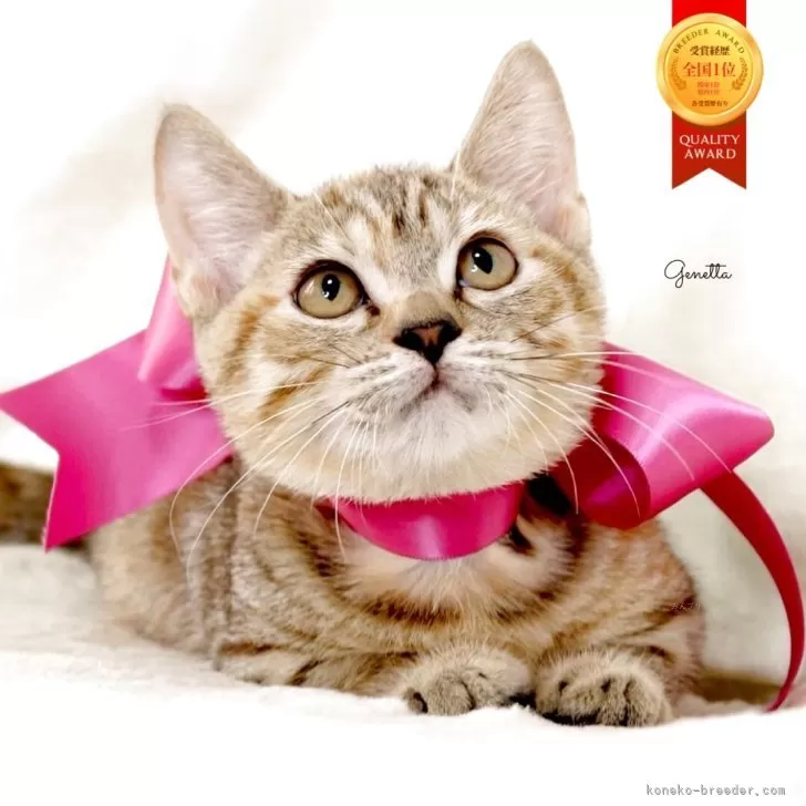 ジェネッタ【栃木県・女の子・2025年8月18日・ブラウンパッチドスポテッドタビー】の写真1