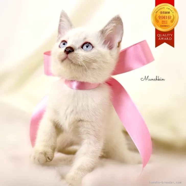 マンチカン(長足)【栃木県・女の子・2025年8月15日・ブルーポイント】の写真1