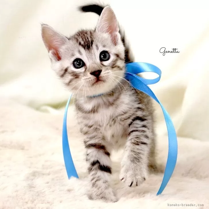 ID:2501-02559の子猫