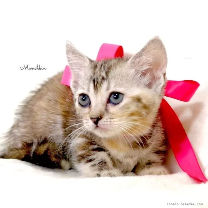 ID:2507-00648の子猫