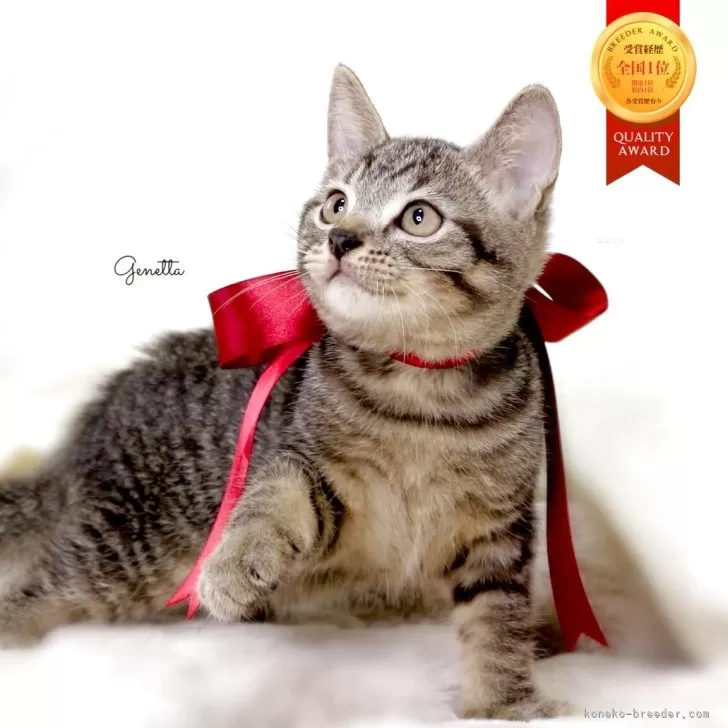 C.M 様のお迎えした子猫