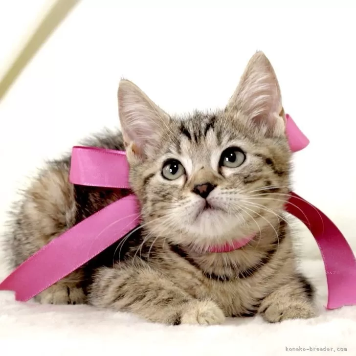 ID：2507-02418の子猫