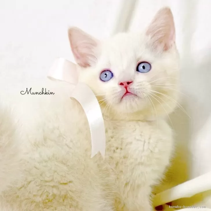 ID：2506-01785の子猫
