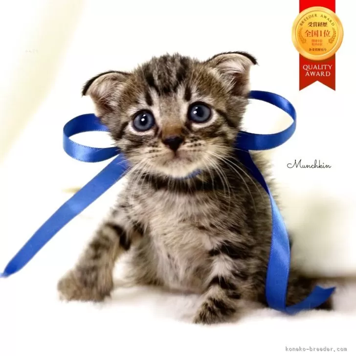 M.T 様のお迎えした子猫