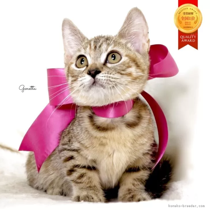 ジェネッタ【栃木県・女の子・2025年8月18日・ブラウンパッチドスポテッドタビー】の写真1