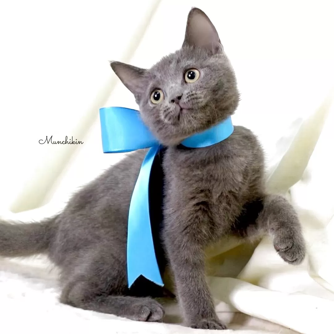 ID:2505-02224の子猫