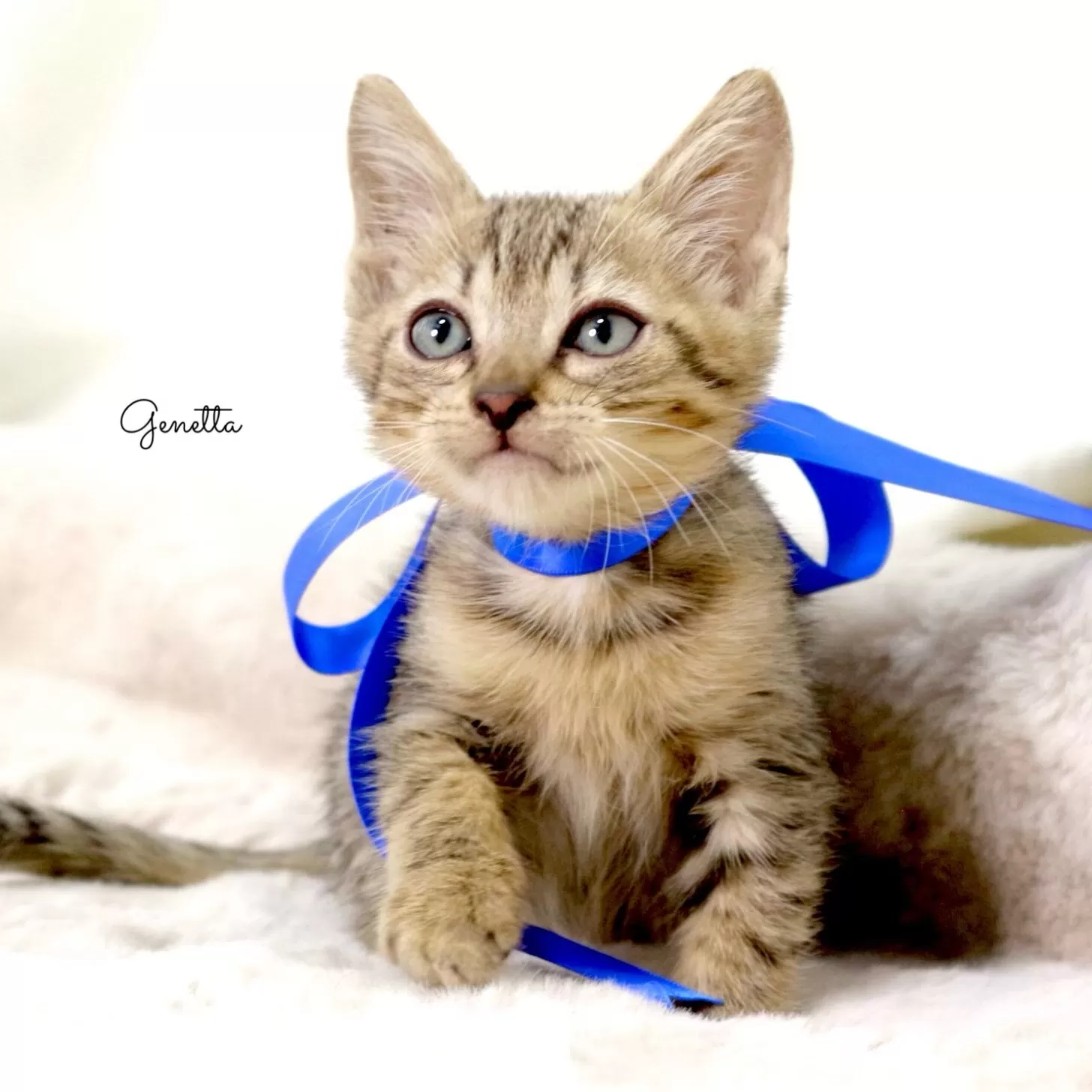ピエール 様のお迎えした子猫