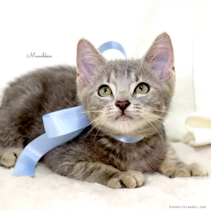 ID：2504-03045の子猫