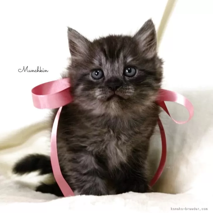 Y.T 様のお迎えした子猫