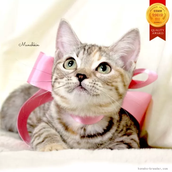 マンチカン(短足)【栃木県・女の子・2025年7月11日・シルバーパッチドタビー】の写真1