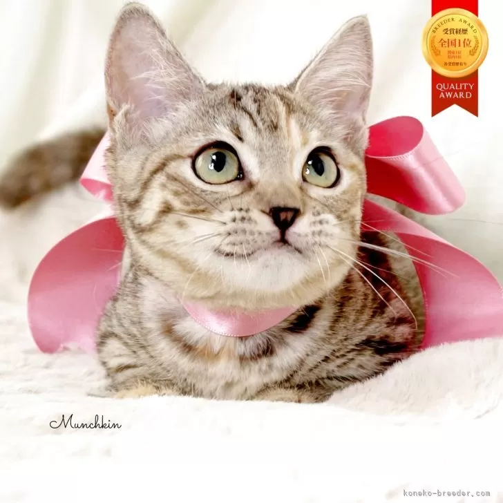 マンチカン(短足)【栃木県・女の子・2025年7月11日・シルバーパッチドタビー】の写真1