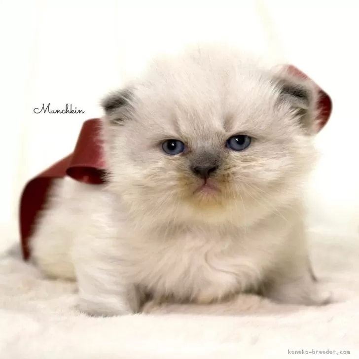 ID:2412-00986の子猫