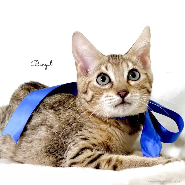 ID：2504-02792の子猫