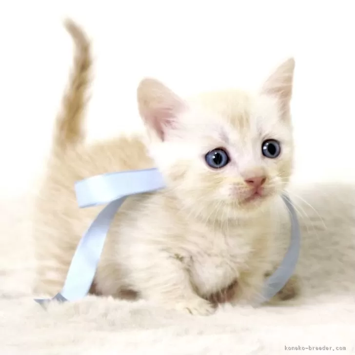 J.K 様のお迎えした子猫