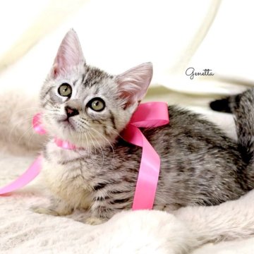 ジェネッタ【栃木県・女の子・2025年3月23日・シルバースポテッドタビー】の写真「可愛い極短足🐾女の子🐈‍⬛🎀父猫　CH🏆」