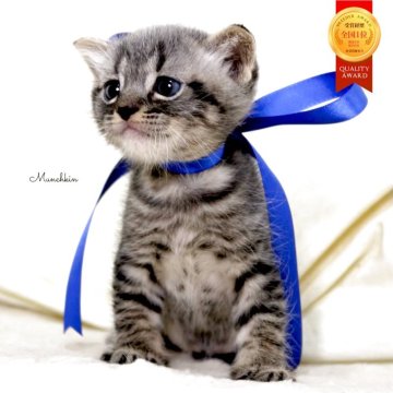 マンチカン(長足)【栃木県・男の子・2025年11月5日・ブラウンタビー】の写真「可愛い垂耳の男の子🐻‍❄️🐈‍⬛」