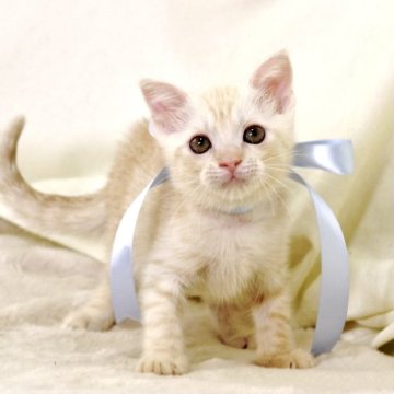 マンチカン(長足)【栃木県・男の子・2025年7月15日・クリームタビー】の写真「可愛い男の子猫🩵」