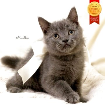 マンチカン(長足)【栃木県・男の子・2025年9月1日・ブルー】の写真「可愛い男の子🐈‍⬛💙」