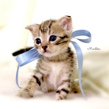 マンチカン(長足)【栃木県・男の子・2025年9月28日・ブラウンタビー】の写真「可愛い長足🐾垂耳くん💙」